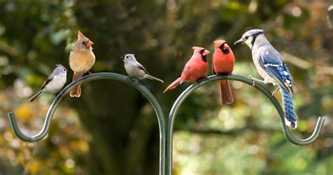 Attract Birds To Your Yard Flowerland