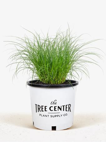 Mondo Grass For Sale Online The Tree Center