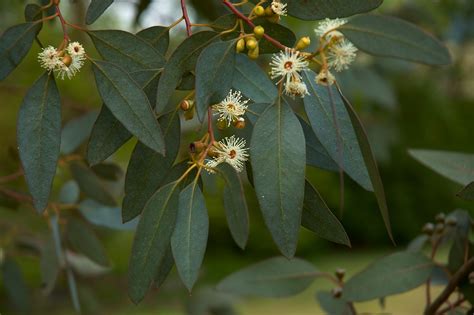 Growing Tips For Eucalyptus Gunnii