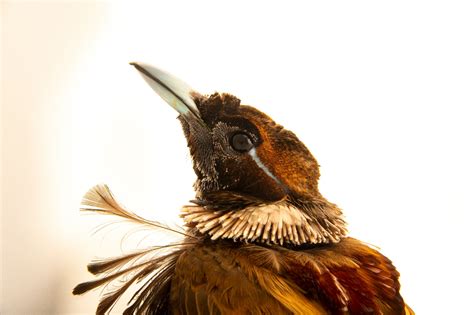 Male Magnificent Bird Of Paradise Cicinnurus Magnificus Joel Sartore