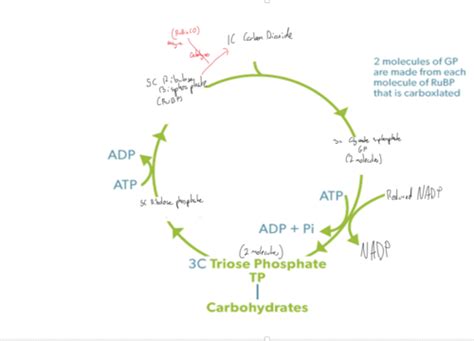 OCR A Level Biology Energy For Biological Processes OCR A Level