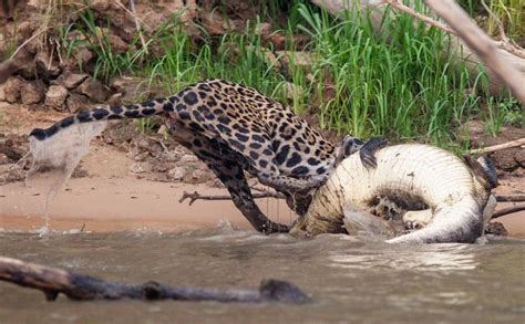 Jiu J Tsu No Pantanal Mostra Soberania De On A Sobre Jacar