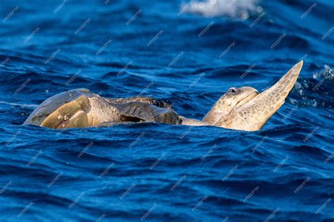 Premium Photo Olive Ridley Sea Turtles Or Lepidochelys Olivacea Performs Mating Ritual