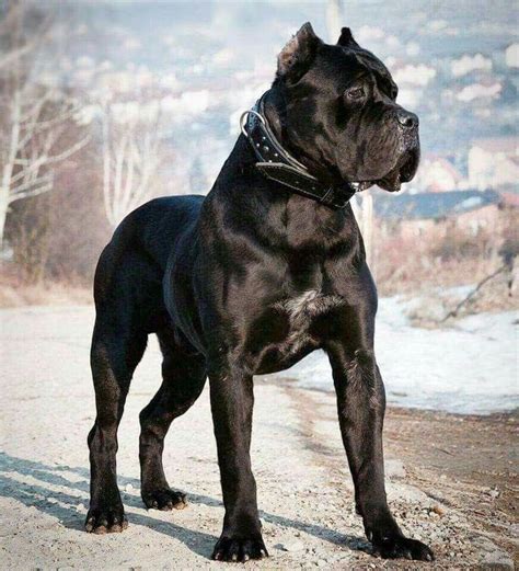 2500 best Cane Corso images on Pinterest | Cane corso, Canes and Animals