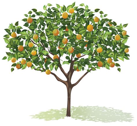 Fruit Tree Drawing at GetDrawings | Free download