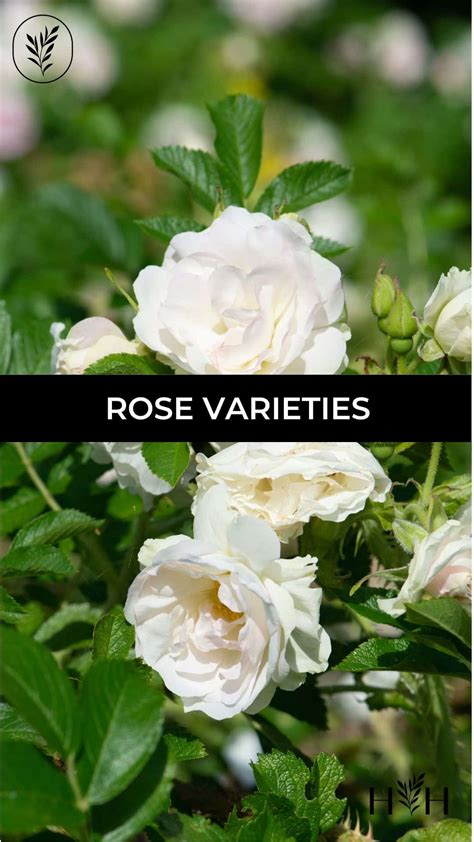 20 popular rose varieties 🌹 🎉 Roses that steal the show