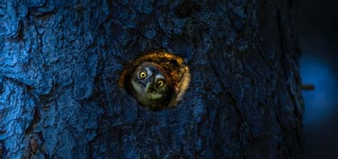 Free Spooky Owl Sound Effect | Animal Sounds