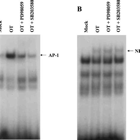 Effects Of Pd And Sb On The Activation Of Nf B Or Ap