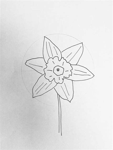 How To Draw A Daffodil From Multiple Views Picture Box Blue