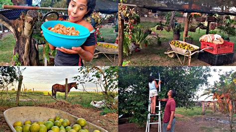 UM DIA NA ROÇA COMIGO COLHEMOS MUITAS LARANJAS E LIMÃO FIZEMOS