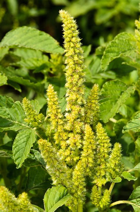 Amaranthus Retroflexus Zur Ckgebogener Amarant Amaran Flickr