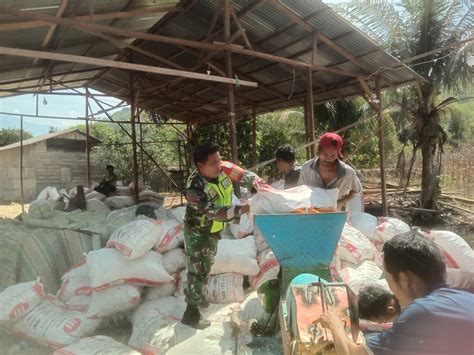 Panen Jagung Usai Babinsa Bantu Petani Rontok Jagung