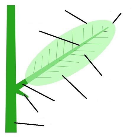 Leaf parts quiz Diagram | Quizlet