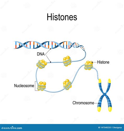 Histones La Représentation Schématique Montre Lorganisation Et L