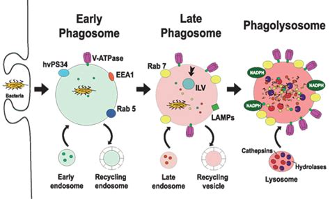 Frontiers Control Of Phagocytosis By Microbial Pathogens