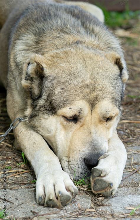 Nagazi Is A Georgian Shepherd Dog One Of The Oldest Authentic Dog