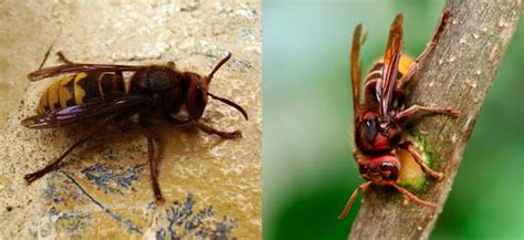 Hornet Vs Wasp Difference And Comparison Diffen 29610 | Hot Sex Picture