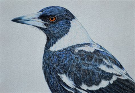 New Magpie Drawing — Rachel Newling