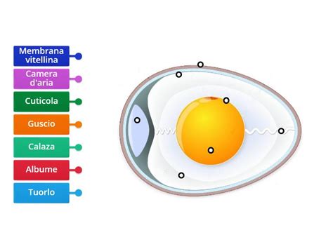 Struttura dell'uovo - Diagrama con etiquetas