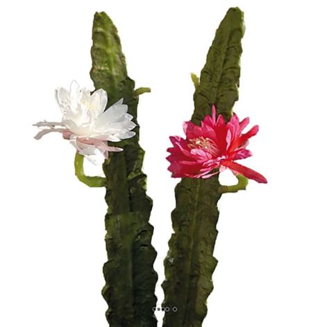 Joli Cactus Cierge Artificiel En Piquet H Cm Avec Sa Fleur Cr Me