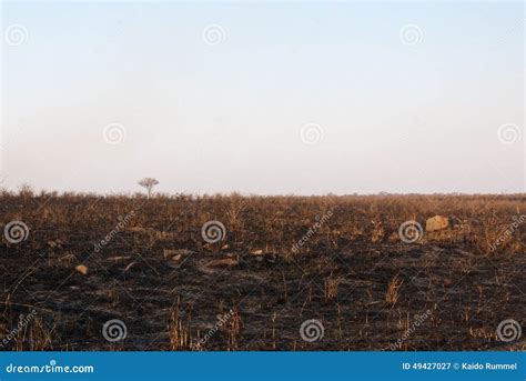 Burned Savannah Stock Image Image Of Terrain Bushfire 49427027