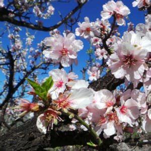 C Mo Plantar Un Almendro