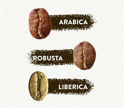 Arabica Vs Robusta Coffee Beans Big Differences Thecoffeeburr Hot Sex