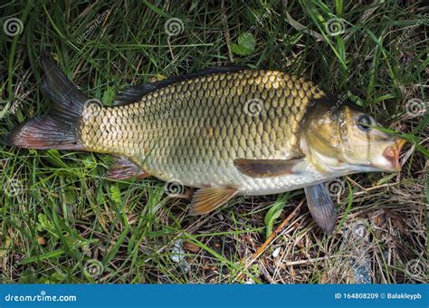 Carp Fish On The Grass Stock Image Image Of Angling 164808209