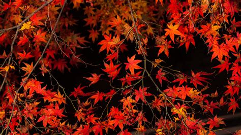 Tree Branch Leaves Maple Tree Autumn Dark Background 4K HD Nature Wallpapers | HD Wallpapers ...