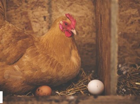 El Huevo O La Gallina ¿qué Fue Primero Una Nueva Teoría Desvela El