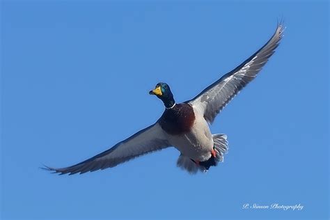 Drake Mallard P Stinson Photography Flickr