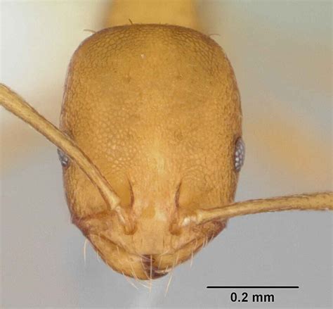 Pharaoh Ant Control Services In Utah Thorn