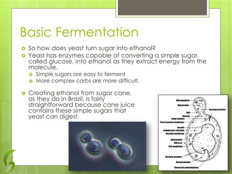 Ppt Fermentation Powerpoint Presentation Free Download Id513060