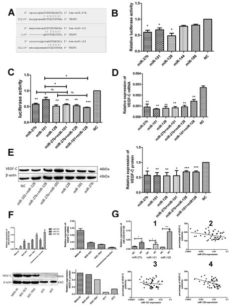 Mir 27b Mir 101 Or Mir 128 Directly Down Regulates Vegf C Expression