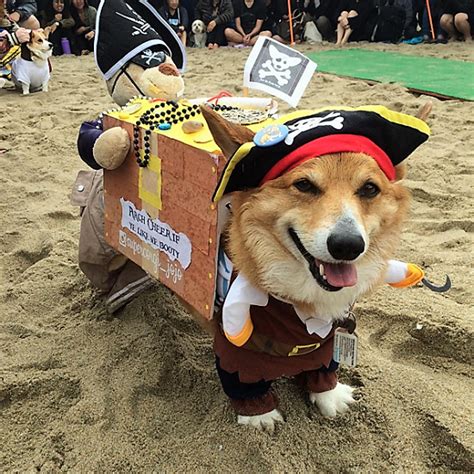 Best Corgi Halloween Costumes That Are So Funny!