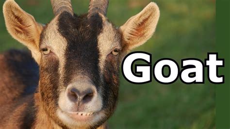 Goat Sounds And Goat Pictures The Sound A Goat Makes Animal Sounds