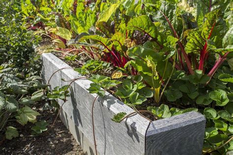 18 Raised Bed Lasagna Gardening Ideas To Consider SharonSable