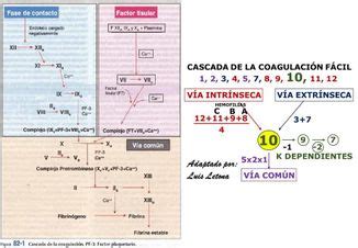 Futuro Parcialmente Tejido Cascada De Coagulacion Sanguinea Alargar