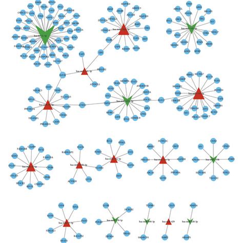 Mirna Target Gene Regulatory Network The Red Triangle Represents The