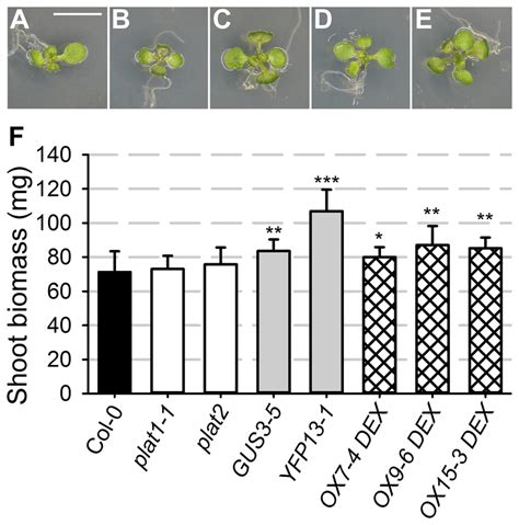 Plat1 Promotes Plant Growth Phenotypes Of Plants From Control Medium