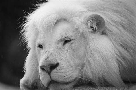 White Lions — Stranger than Fiction? | by Francesca Cassini | Outer ...