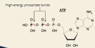 Module 1 The Molecular Basis Of Health And Disease Flashcards Quizlet