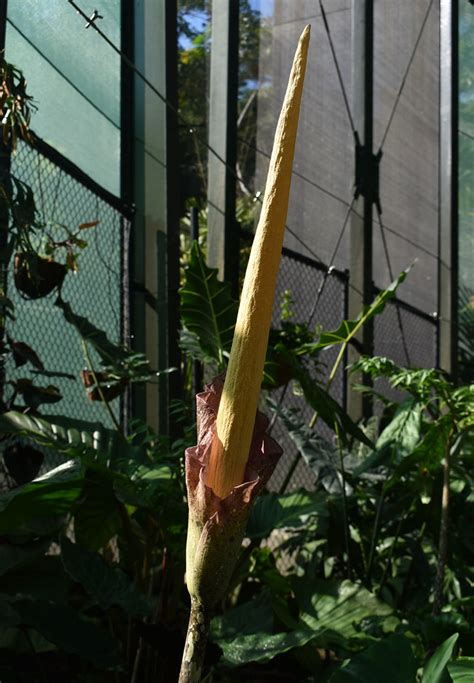 Amorphophallus Decus Silvae Flecker Botanic Garden Cairn Flickr