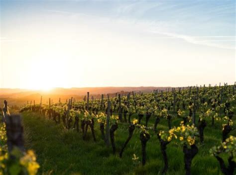 Label Vignobles Et D Couvertes Le Tourisme Oenologique Conseil Chr