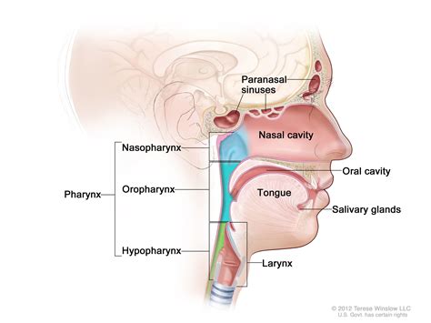 Head And Neck Cancer—patient Version Nci