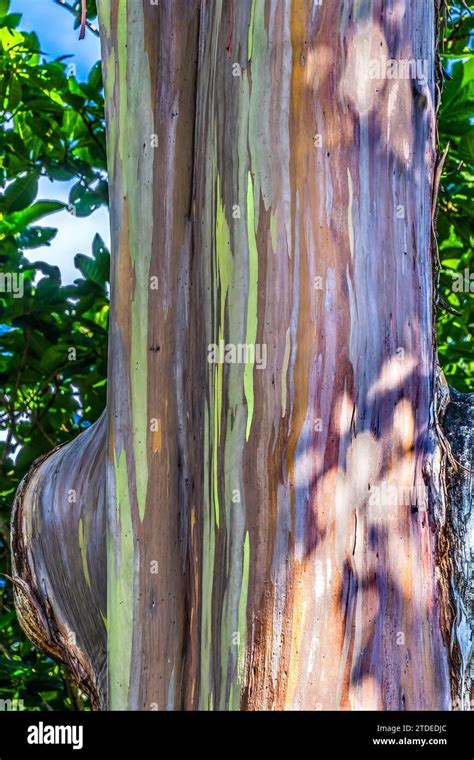 Colorful Multicolor Bark Rainbow Eucalyptus Gum Tree Eucalyptus