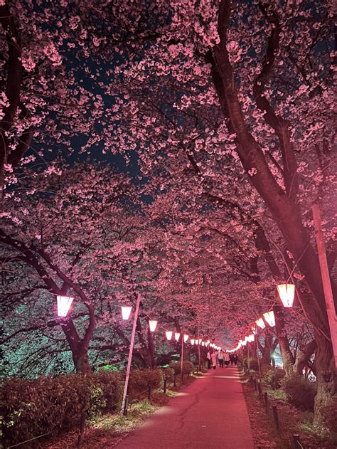 ゆき茶が投稿したフォト「夜、息子と花見に🌸行ってきたよ🚗³₃ 屋台もたーくさん出てい」 2023 03 27 224731 Limia リミア