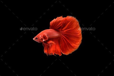 Siamese Fighting Fish Betta Splendens On Black Background Siamese