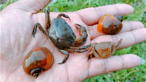 Mencari Keong Mas Di Sawah Menemukan Kepiting Dan Katak Hunting