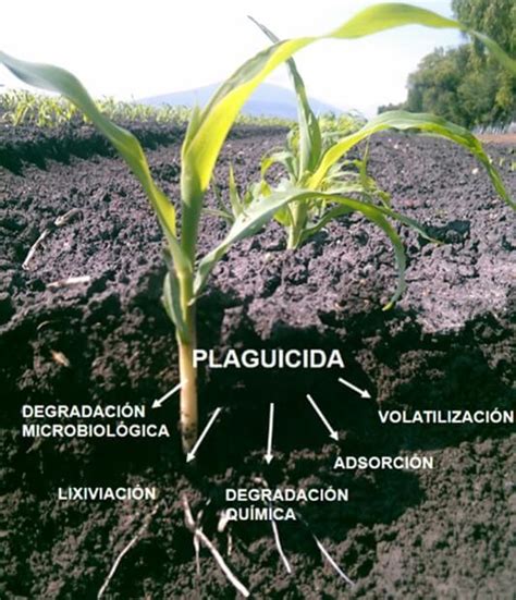 Evoluci N De Plaguicidas En El Suelo Residuo